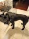 Cane Corso Puppies for sale in San Francisco, CA, USA. price: $2,000