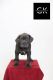 Cane Corso Puppies for sale in Dallas, TX 75243, USA. price: NA