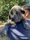 Cane Corso Puppies for sale in Phillips Ranch, CA 91766, USA. price: NA