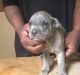 Cane Corso Puppies for sale in Detroit, MI 48223, USA. price: $1,000