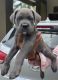 Cane Corso Puppies for sale in Coimbatore, Tamil Nadu, India. price: 50000 INR