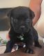 Cane Corso Puppies for sale in Galt, CA 95632, USA. price: $1