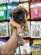 Cane Corso Puppies for sale in Sushilpura, Jaipur, Rajasthan, India. price: 25000 INR