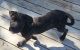 Cane Corso Puppies for sale in Atlanta, GA, USA. price: $1,700