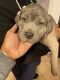 Cane Corso Puppies for sale in Berwyn, IL 60402, USA. price: $1,000