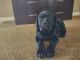 Cane Corso Puppies for sale in Chula Vista, CA 91913, USA. price: NA