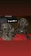 Cane Corso Puppies for sale in Pomona, CA, USA. price: $3,500