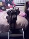 Cane Corso Puppies for sale in Louisville, KY, USA. price: $1,100