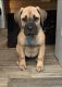 Cane Corso Puppies for sale in Gwinn, MI 49841, USA. price: $800