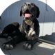 Cane Corso Puppies for sale in Las Vegas, NV, USA. price: $250