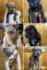 Cane Corso Puppies for sale in Detroit, MI, USA. price: $1,200