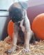 Cane Corso Puppies for sale in Wilkes-Barre, PA, USA. price: $1,000