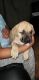 Cane Corso Puppies for sale in Pipe Creek, TX 78063, USA. price: NA