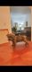 Cane Corso Puppies for sale in Harper Woods, MI 48225, USA. price: $2,000