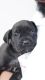 Cane Corso Puppies for sale in Chennai, Tamil Nadu, India. price: 45000 INR