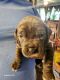 Cane Corso Puppies for sale in Hartford, CT, USA. price: $3,000