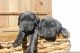 Cane Corso Puppies for sale in Las Vegas, NV, USA. price: $3,000