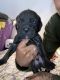 Cane Corso Puppies for sale in Dallas, TX, USA. price: $500