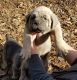 Cane Corso Puppies for sale in Atlanta, GA, USA. price: $1,800