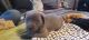 Cane Corso Puppies for sale in Anderson, CA 96007, USA. price: NA