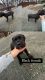 Cane Corso Puppies for sale in Forest Park, GA, USA. price: NA