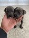 Cane Corso Puppies for sale in Mobile, AL, USA. price: NA