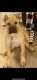 Cane Corso Puppies for sale in Williamsburg, VA, USA. price: NA