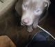 Cane Corso Puppies for sale in Fort Worth, TX, USA. price: NA