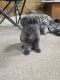 Cane Corso Puppies for sale in Battle Creek, MI, USA. price: NA