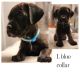 Cane Corso Puppies for sale in Aurora, CO, USA. price: $1,400