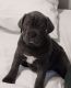 Cane Corso Puppies for sale in Fort Wayne, IN, USA. price: $2,500