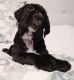 Cane Corso Puppies for sale in Fort Wayne, IN, USA. price: NA