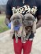 Cane Corso Puppies for sale in 1100 Howell Mill Rd, Atlanta, GA 30318, USA. price: $2,000
