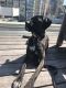 Cane Corso Puppies for sale in Fort Worth, TX, USA. price: $500
