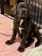 Cane Corso Puppies for sale in Fort Wayne, IN, USA. price: $1,499