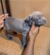 Cane Corso Puppies for sale in Kent, WA 98032, USA. price: $600