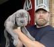 Cane Corso Puppies for sale in El Paso, TX, USA. price: $1,900