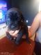 Cane Corso Puppies for sale in Spartanburg, SC, USA. price: $1,000