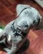 Cane Corso Puppies for sale in Fort Worth, TX, USA. price: $1,600