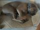 Cane Corso Puppies for sale in Signal Mountain, TN 37377, USA. price: NA