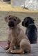 Cane Corso Puppies for sale in Timnath, CO 80547, USA. price: $3,500