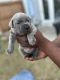 Cane Corso Puppies for sale in Atlanta, GA, USA. price: $1,000