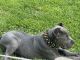 Cane Corso Puppies for sale in Chicago Heights, IL, USA. price: $1,500