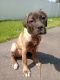 Cane Corso Puppies for sale in Stratford, CT, USA. price: $2,200