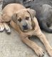 Cane Corso Puppies for sale in Compton, CA, USA. price: $700