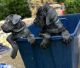 Cane Corso Puppies for sale in Mesquite, TX, USA. price: $1,000