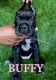 Cane Corso Puppies for sale in Dallas, TX, USA. price: $2,200