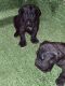 Cane Corso Puppies for sale in Pittsburgh, PA, USA. price: $1,200