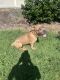 Cane Corso Puppies for sale in Frisco, TX, USA. price: NA