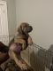 Cane Corso Puppies for sale in Chicago, IL 60619, USA. price: $1,500